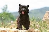 CAIRN TERRIER 557